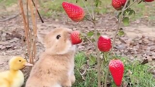 cute animals 10