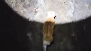 Smart cat hunts at night with its owner