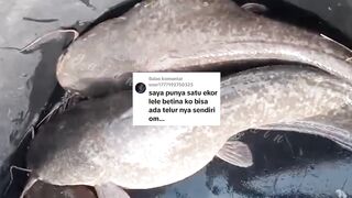 Apakah induk lele BETINA bisa BERTELUR tanpa induk lele JANTAN