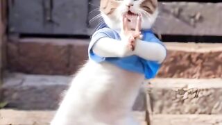 Dancing Cats 2
