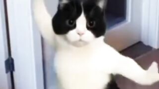 Cat Dance Kitty Dance