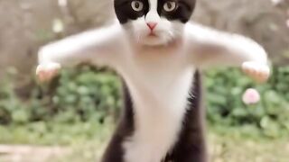 Dancing Cat Grooves to Fun Song!