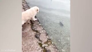 Funny Dog Videos That Will Make You Laugh Out Loud???????? NEW Funny Dog Videos