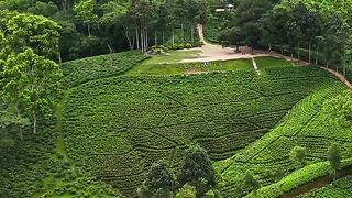 The Beauty of srimangal #natural beauty