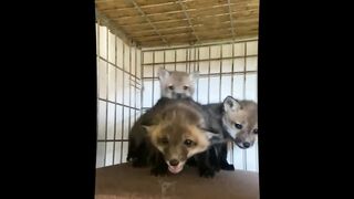 Fun With Animals, Cats And Dogs Funny Videos 2023