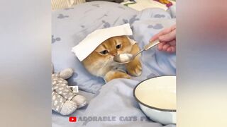 So funny tiktok cats compilation 2023 #6 || so funny cat videos ||