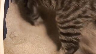 You laugh you lose #1 #haha #funny #