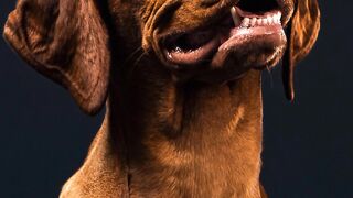 Top 10 expensive dogs