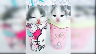 Baby Cats - Funny and Cute Cat Videos Compilation