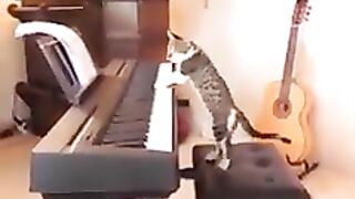 Funny cats