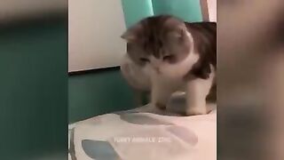 Funny animal zone