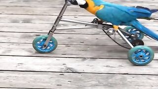 Baby Animals ???? Funny Parrots and Cute Birds Compilation