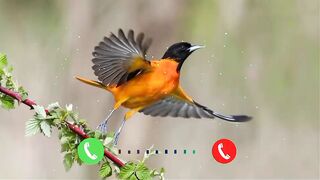 Bird ringtone 2023 hindi ringtones new bird ringtone