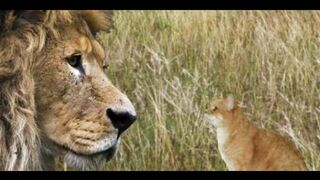 Urdu Moral Story Billi Sher Ki Khala بلی شیر کی خالہ