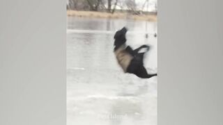 Angry Dogs My Angry Dogs Really Hate Middle Finger| Funny Dogs Reaction | Pets Island