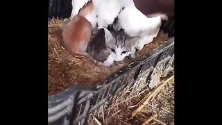 Hen funny little cats