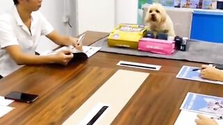 Dog teaching