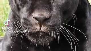 Black loin