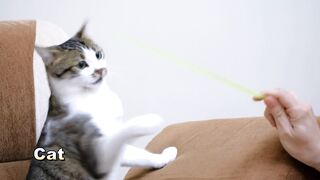 Animals Name And Sound Learn!