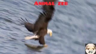 Top amazing eagle attack / Most golden eagle attack