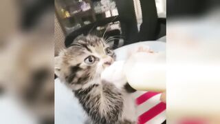 Cat's Fun_ funny Cat