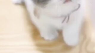 small cats