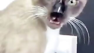 You laugh, You lose ???? Funniest Animals ???? Part 2