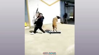 Funny Dog And Cat ???????????? Funniest Animals