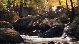 - beautiful scene of water falls from tall trees