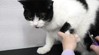 The best cat in the whole universe