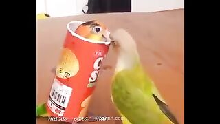 Cute parrot funny moments