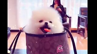 Cute puppy ????