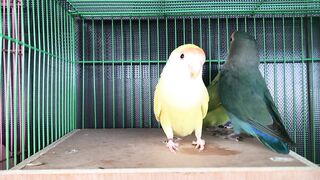 Funny parrots and sounds