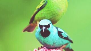 One of the beautiful birds in the earth
