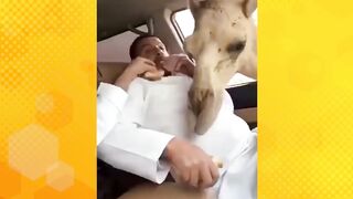 crazy camel try to kiss him ????????