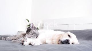 Dog sleeping with cat