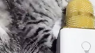 You laugh, You lose ???? Funniest Animals ???? Part 4