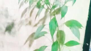 Pohon cabe tumbuh dalam celah tembok