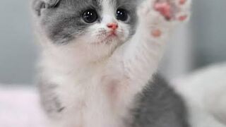 The kitten said ‘’mom I’m hungry!’’????????????