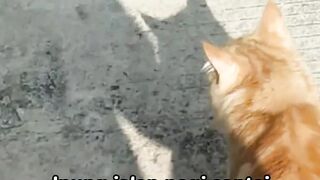 Ipung goes for a morning walk