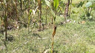 corn pakan