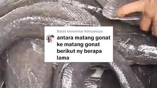 Induk lele dari pemijahan pertama ke MATANG GONAD lagi berapa lama..?