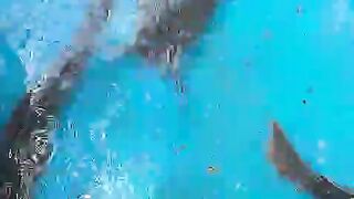 Induk lele jantan siap gabrug dah naik kolam karantina, bentar jam 5:00 naik kolam pelaminan