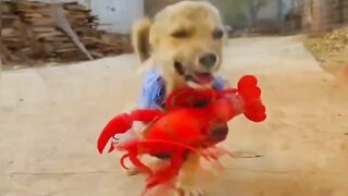 Dogs are going to ???? kid's funny video
