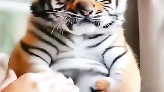 baby tiger