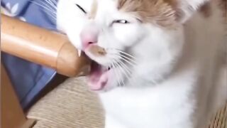 Funny Cat 81