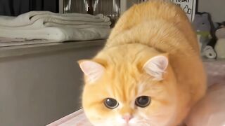 ????cute cats #shorts #cats