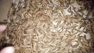 raising German caterpillars/super worms