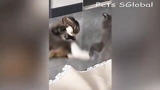 The kung fu cat funny cat