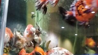 Koi soon